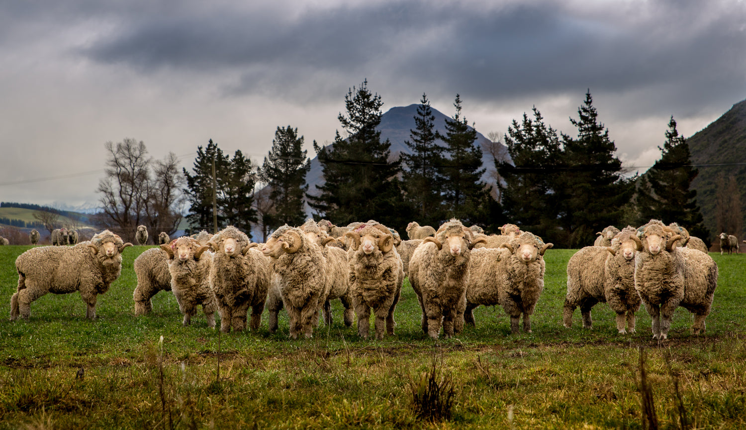 5 Reasons to choose Merino